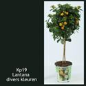 Afbeelding van KP19 Lantana  stam white